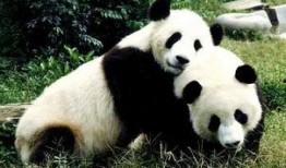 熊猫1108最新爆料,娱乐圈最新爆料大起底！