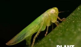 昆虫学者皮肤最新爆料蓝皮,蓝皮昆虫的神秘生成之谜